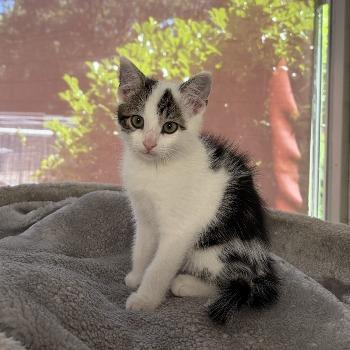 Kitten-3769
