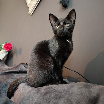kitten-3817 Koekie