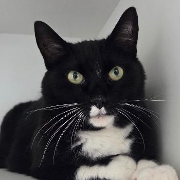 Loetje