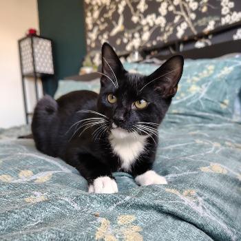 Kitten-3816 Oreo