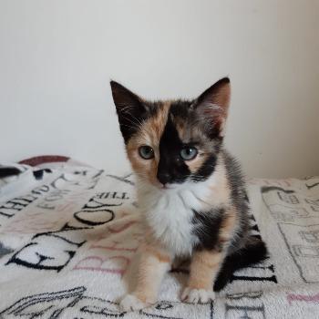 Bonnie en Sari