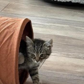 Kitten Slinky
