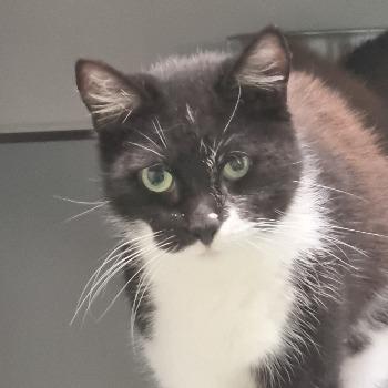 Mevrouw Poes