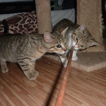 4 tijgerkittens met CH