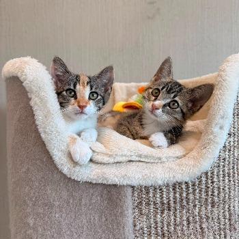 Pien & Lola 202622025 / 202622024