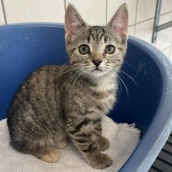 Kitten-3797