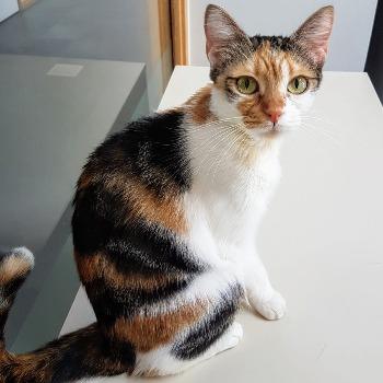 Mia