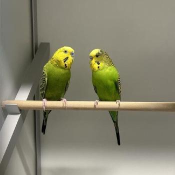 Speedy & Gonzales