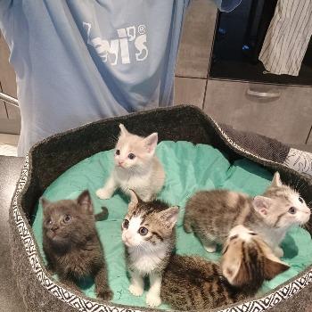 Kittens Tina, Zorro, Jim, Lowie, Joe
