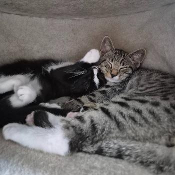 Kittens (verlegen)
