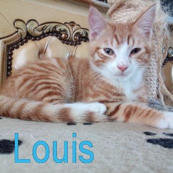 Louis