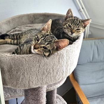 Frits en Froukje