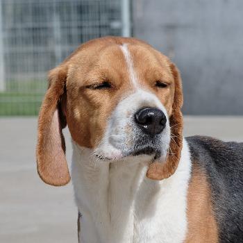 Scooby (Sh7156)