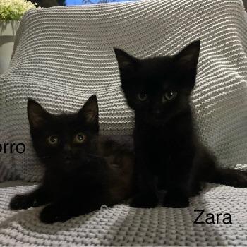 Zoro en Zara 15792 en 15794
