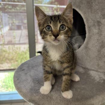 kitten-3767
