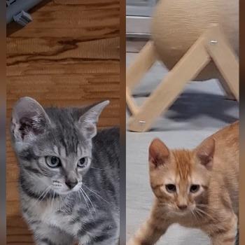 St. Kittenopvang De Hazendonk