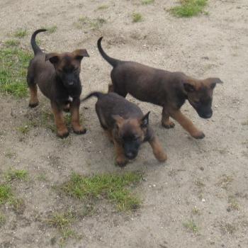 Pups