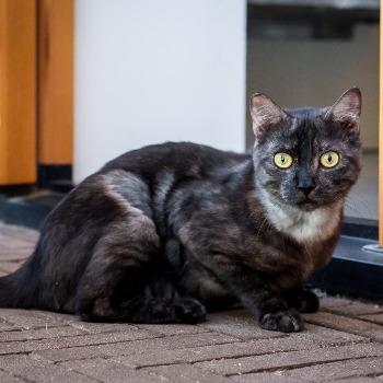 Bennett (3 jaar)