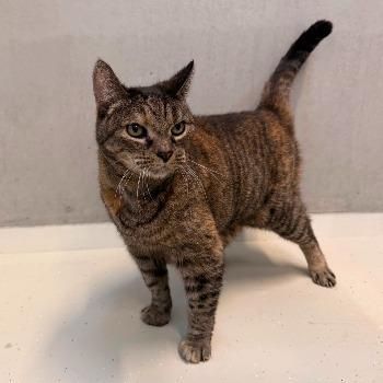 Kitty 202621717