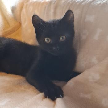Oreo (met Olaf, Olivier en / of Odie!)