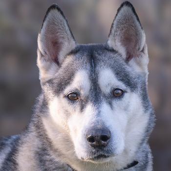 Odin (Langzitter)