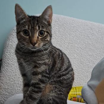 Kitten Ellie