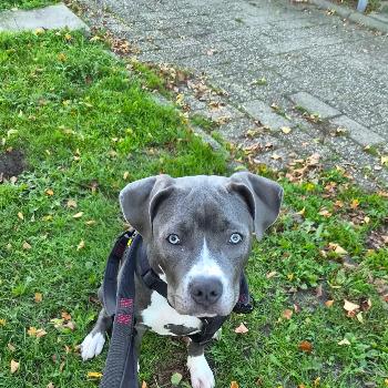 Bluey