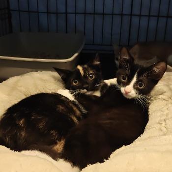 Oreo & Fifi