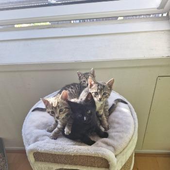Apollo, Odin, Thor & Zeus