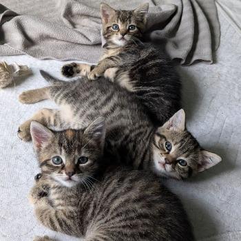 Kittens Penelope, Purdy, Peppa (geboren eind april 26)