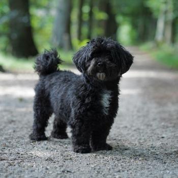 Zoë