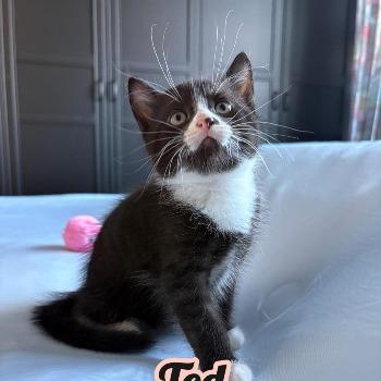 Tod