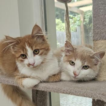 Kittens Walter en Oliver