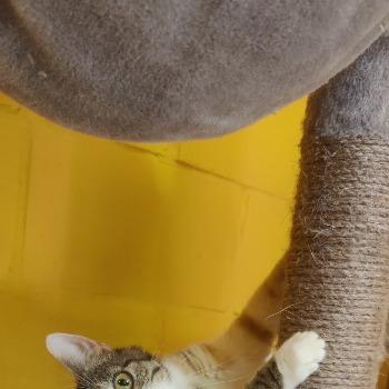 lapjes katten 