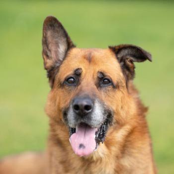 Cesar