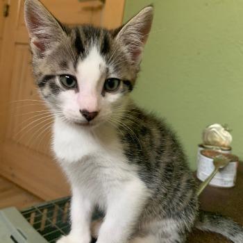 Zorro