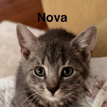 Nova 15839