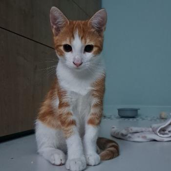 Kitten Frodo