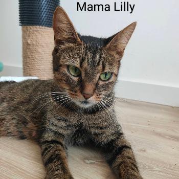 Lilly