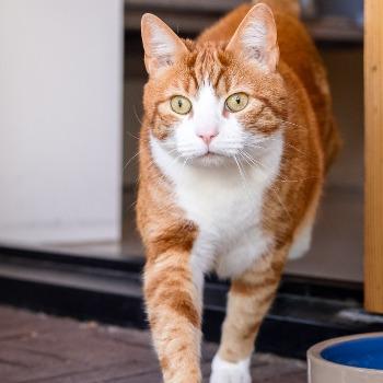 Saber (9 jaar)