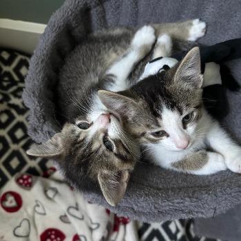 Ollie & Jopie 202621412 / 202621413