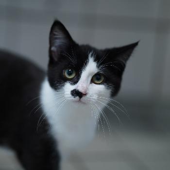 kitten-3865