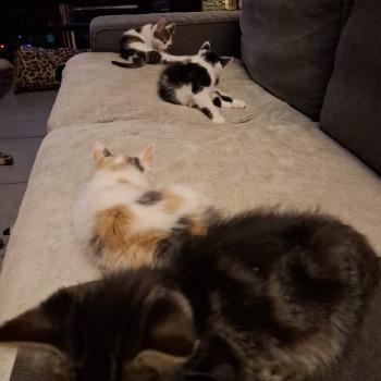 Kittens Jip, Janneke, Wiplala, Pluk, Abeltje