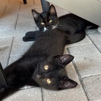 Smoky (met Sammy!)