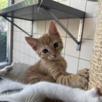 Kitten-3799