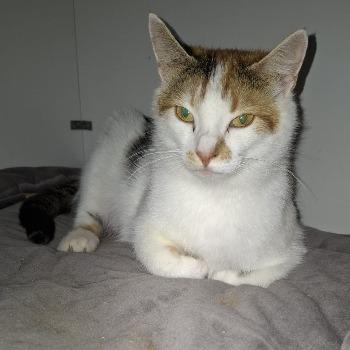 St. Kittenopvang De Hazendonk