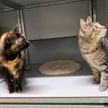 Doenja & Nala