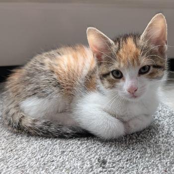 Cinnamon