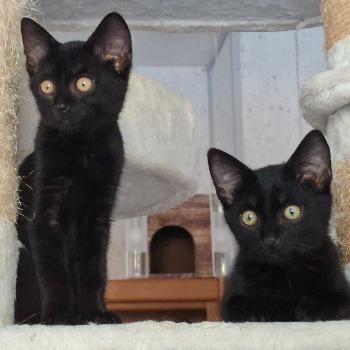 Shadow en Koda