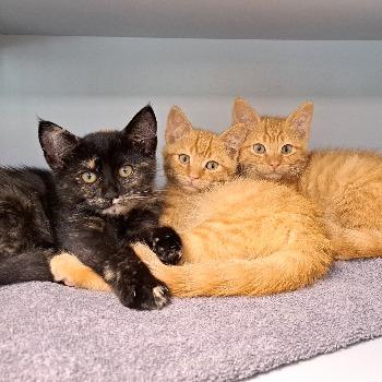 Kittens